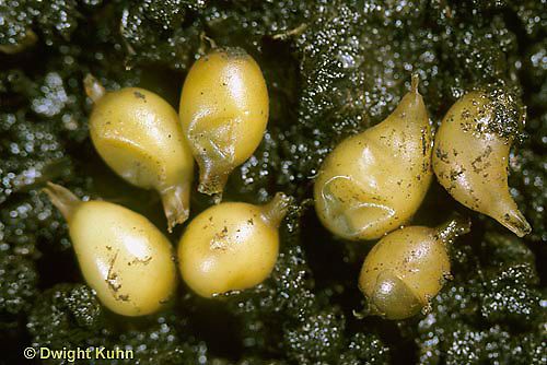 Bentuk Telur Yang Sering Tersembunyi